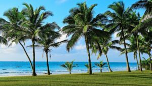 Palm trees on Diani Beach