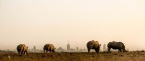 Nairobi sits behind grazing rhinos