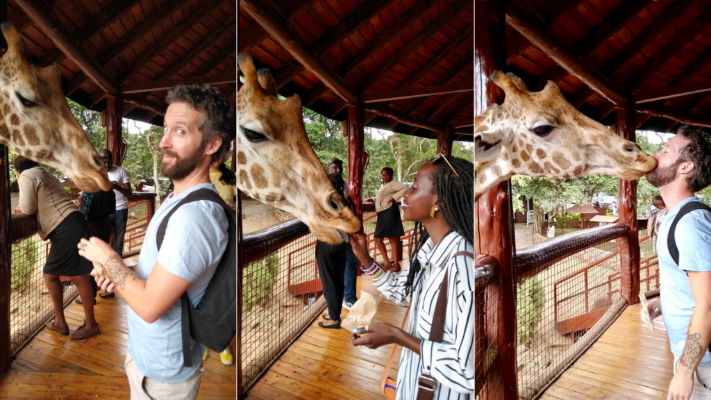 Kissing giraffe in Giraffe centre