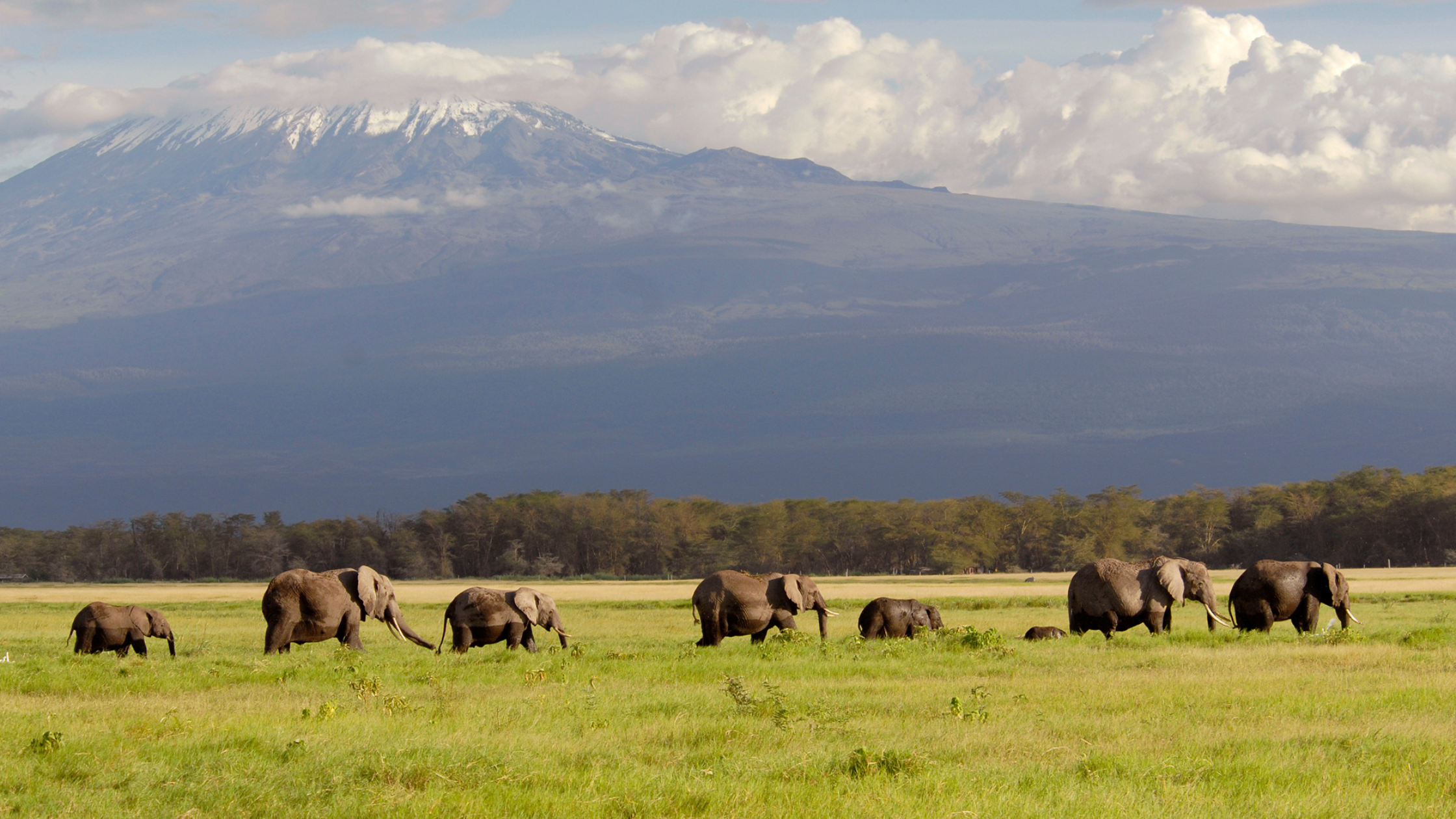 Elephants in front of Mt. Kilmanjaro