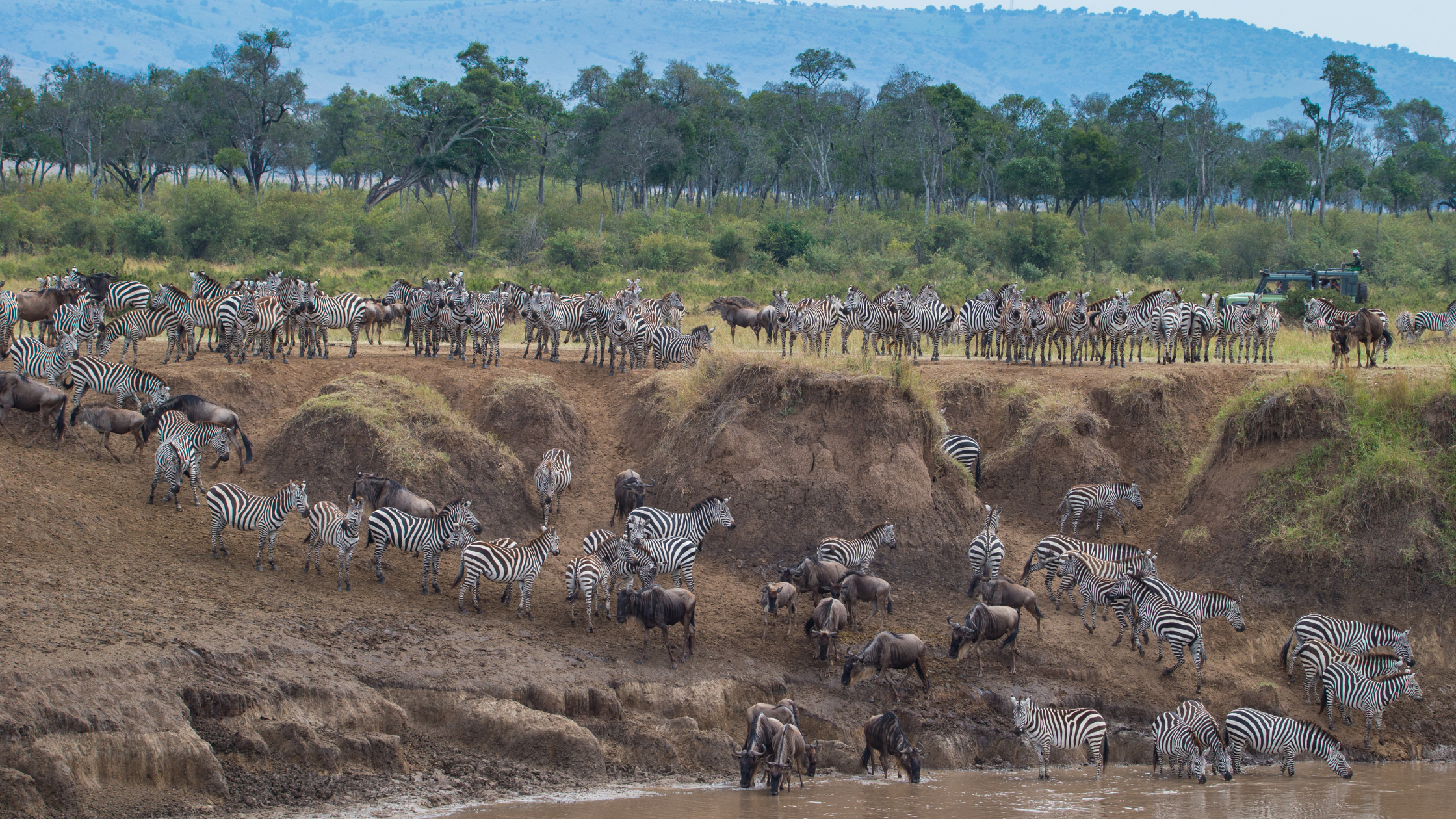 Wildebeest and zebras during the Great Migration in Kenya